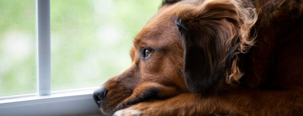 Hund blickt traurig aus dem Fenster und wartet auf seinen Besitzer